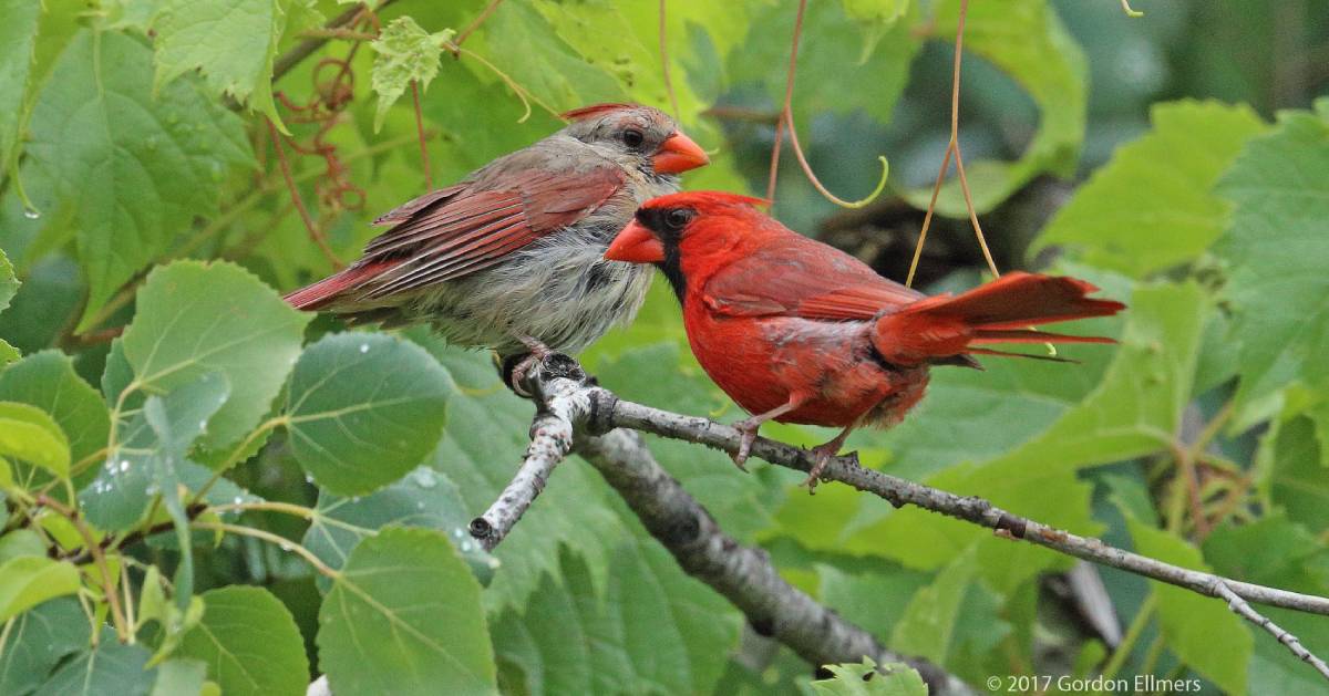 two northern cardinals in tree
