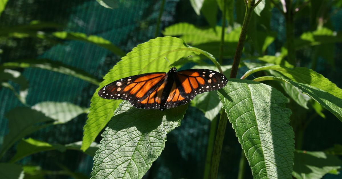 monarch butterfly on leaf