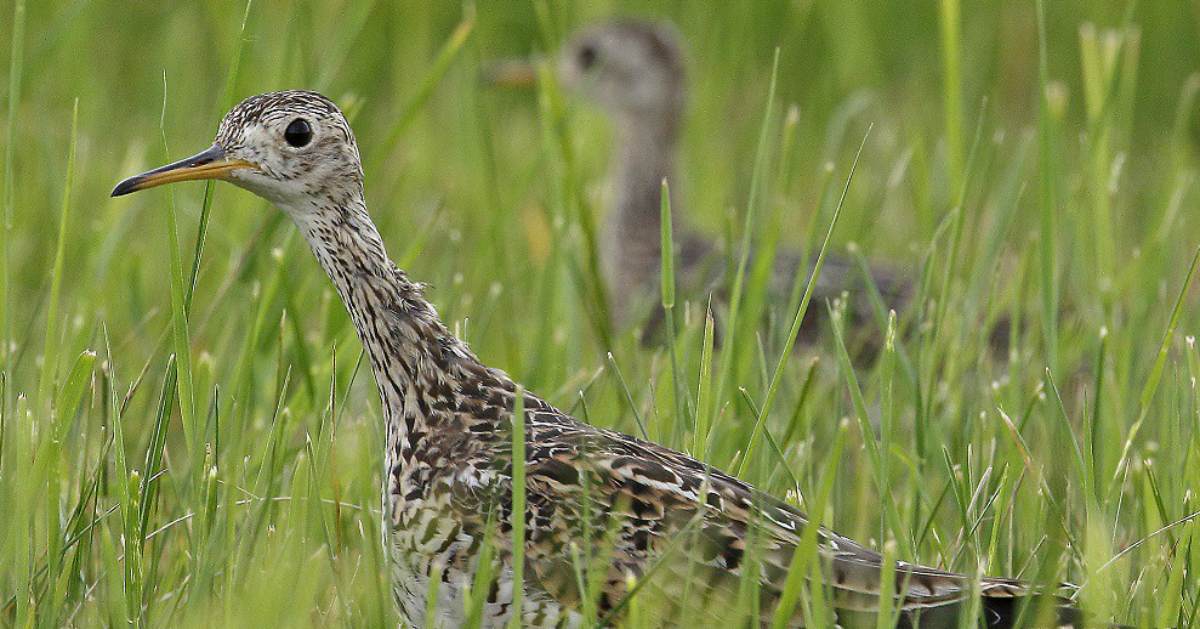 upland sandpiper