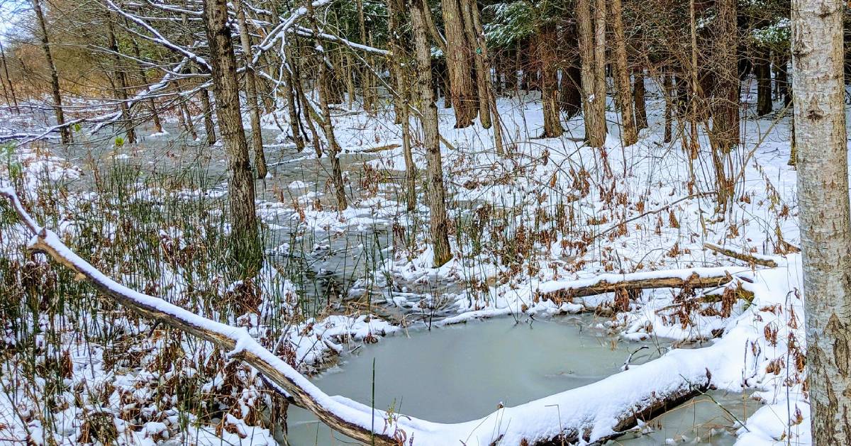 forest in winter