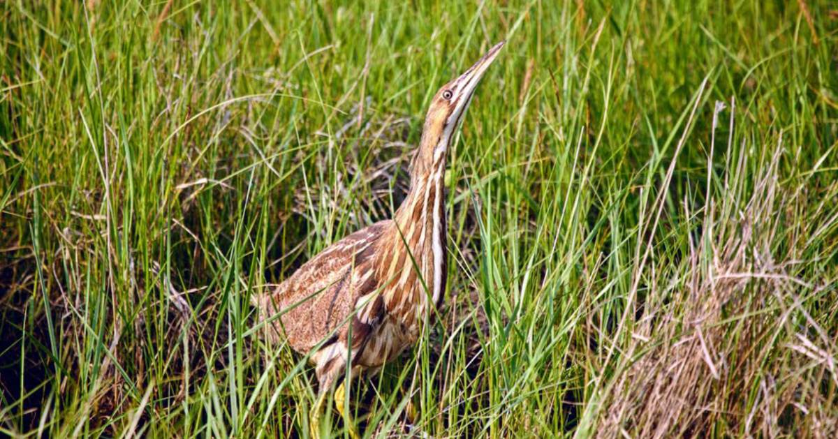 an American bittern in grass