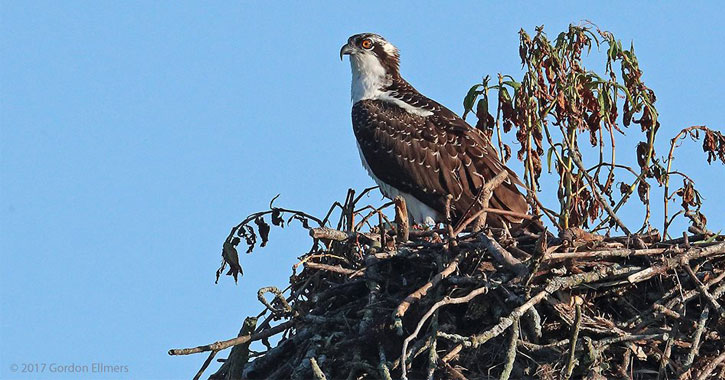 a raptor bird in a nest