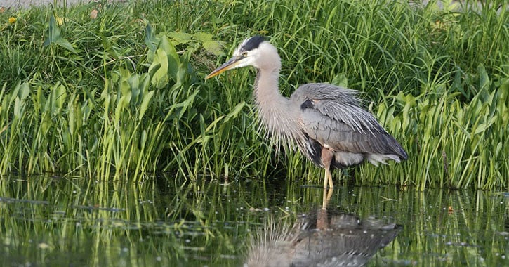 a blue heron in a marsh
