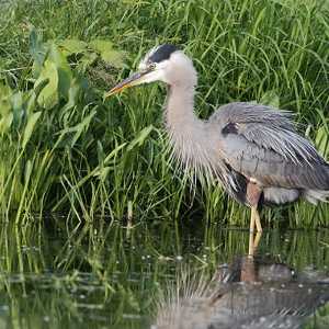 blue heron