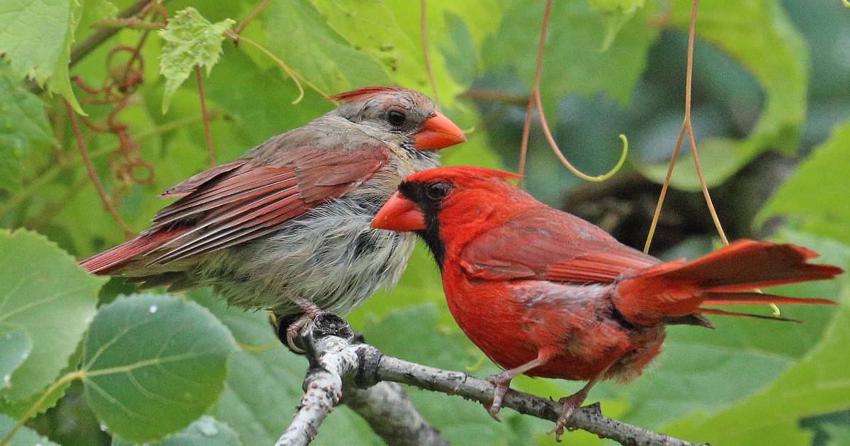 two cardinals on tree branch