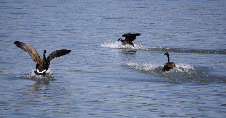 geese in the water