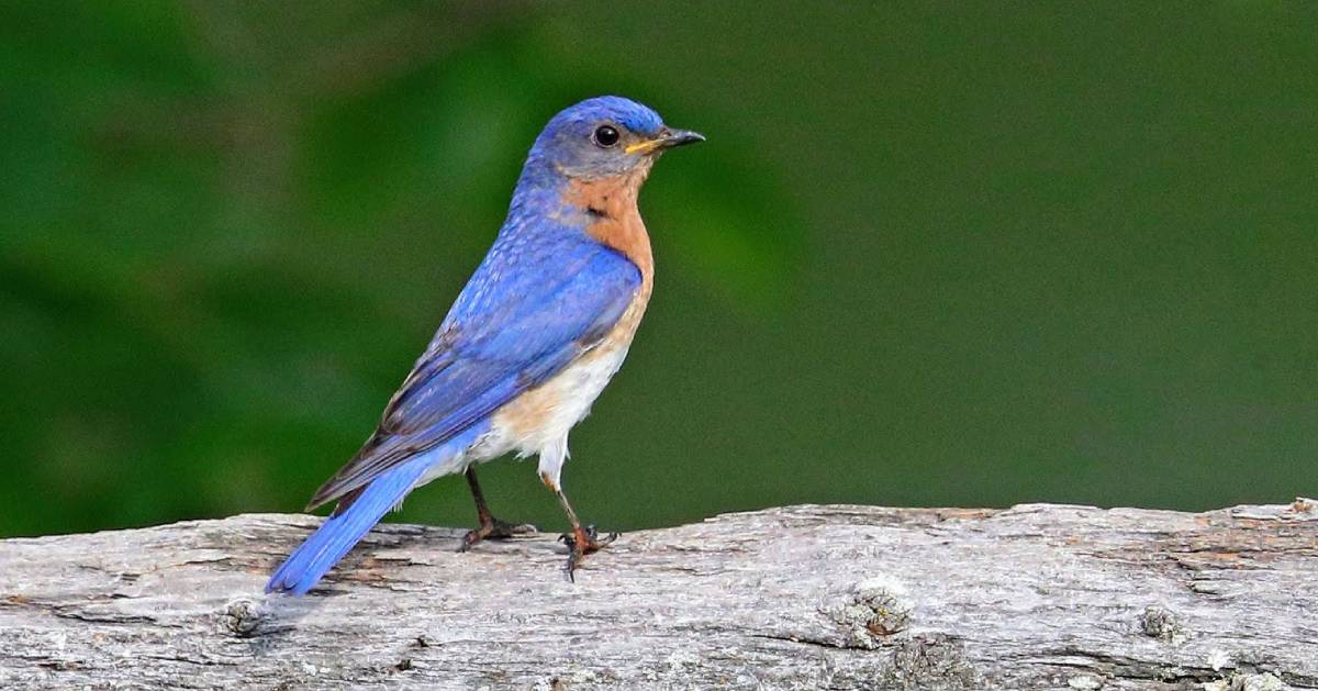 Eastern bluebird on branch