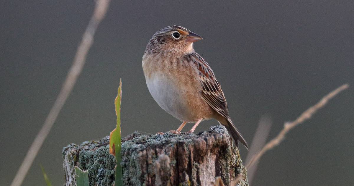 grasshopper sparrow on log