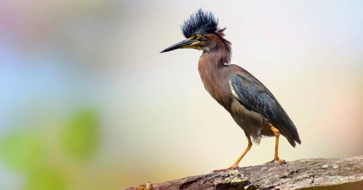 green heron