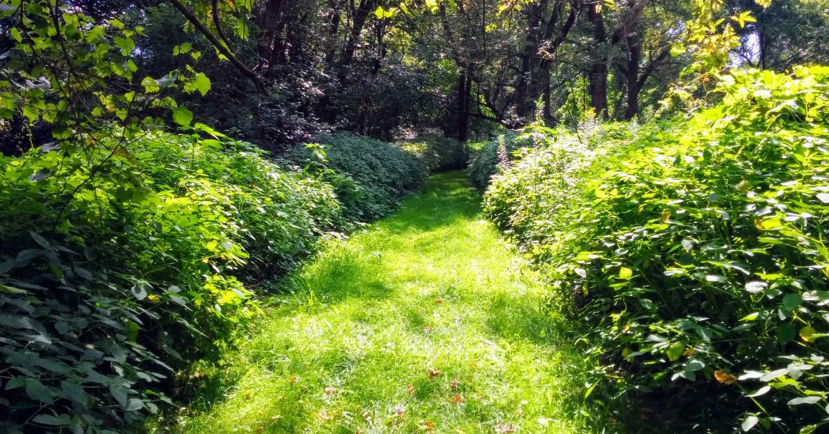 green pathway