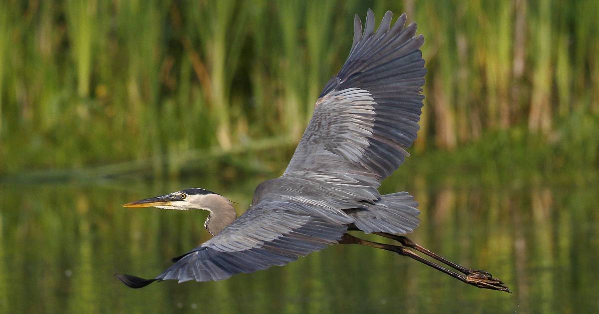 great blue heron flying over water
