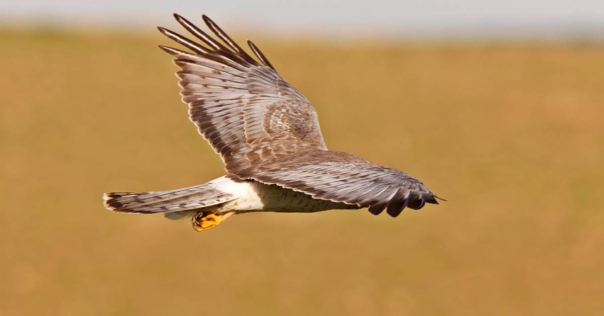 Northern harrier in flight