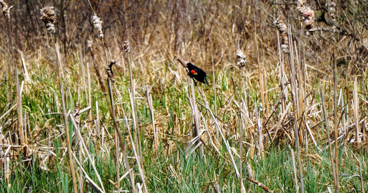 oriole in the grass