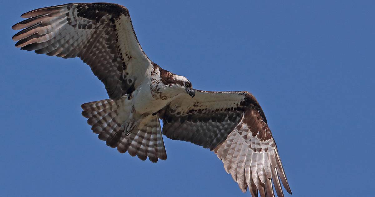 osprey flies