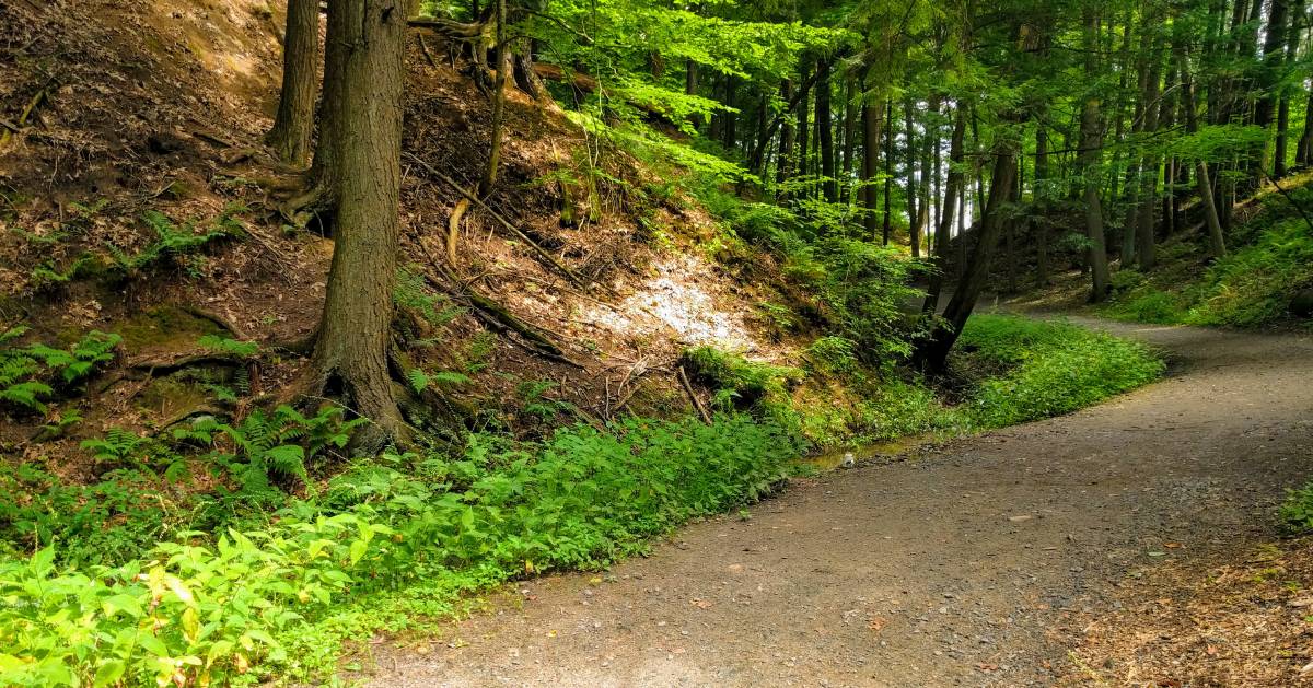 trail in woods