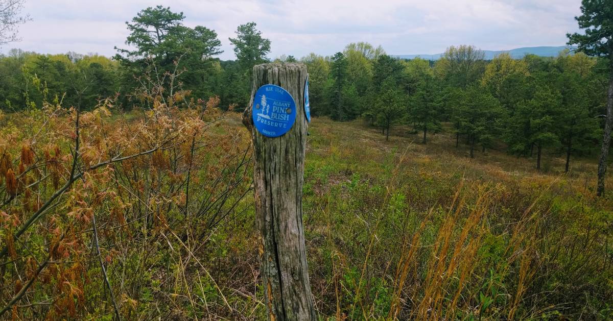 Albany Pine Bush Preserve trail marker