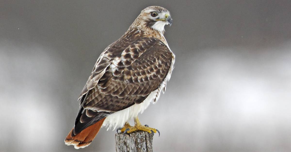 red-tailed hawk