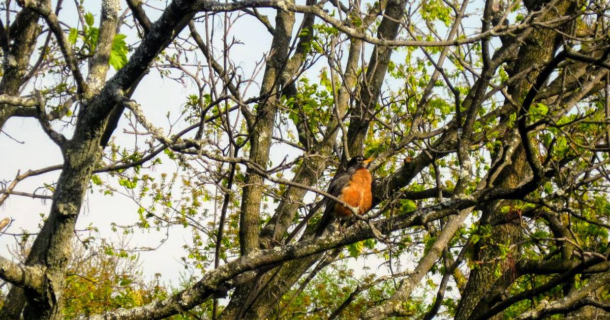 robin in tree