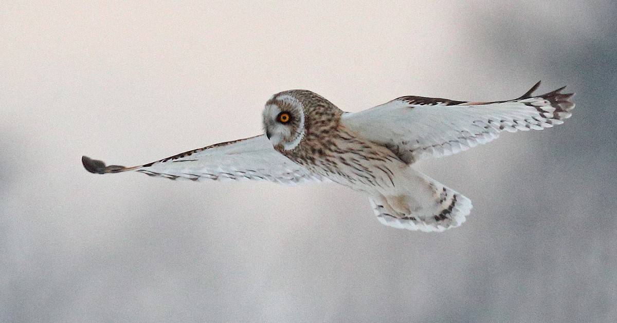 short-eared owl