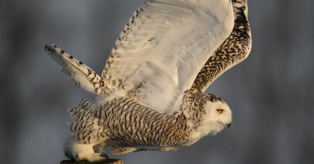 snowy owl flying