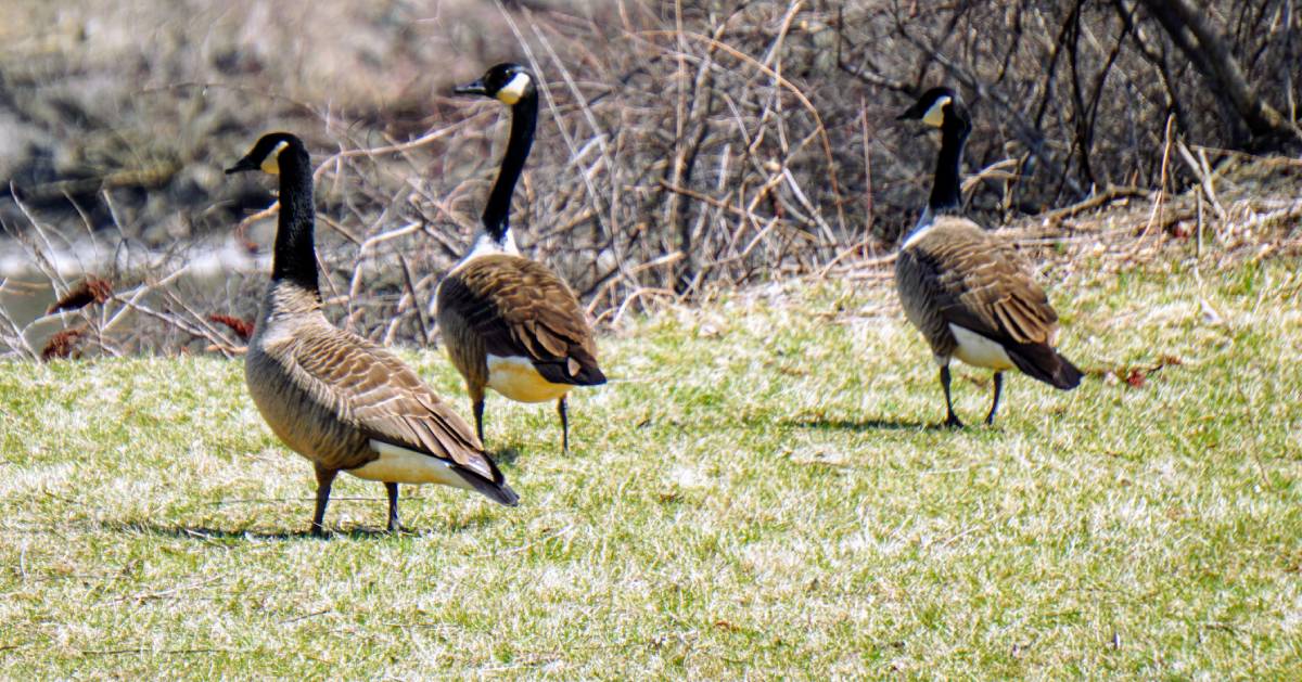 three geese