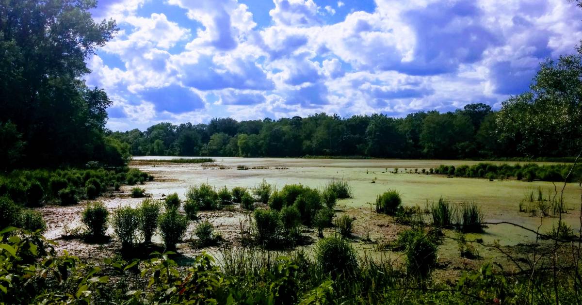 marsh area in preserve