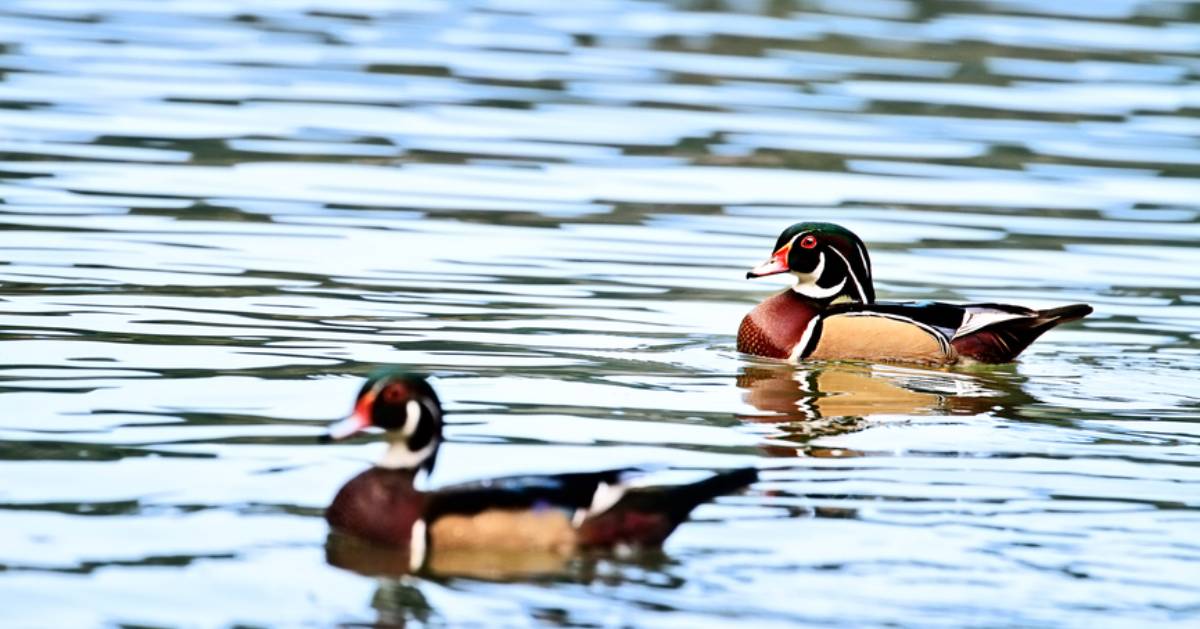 two wood ducks