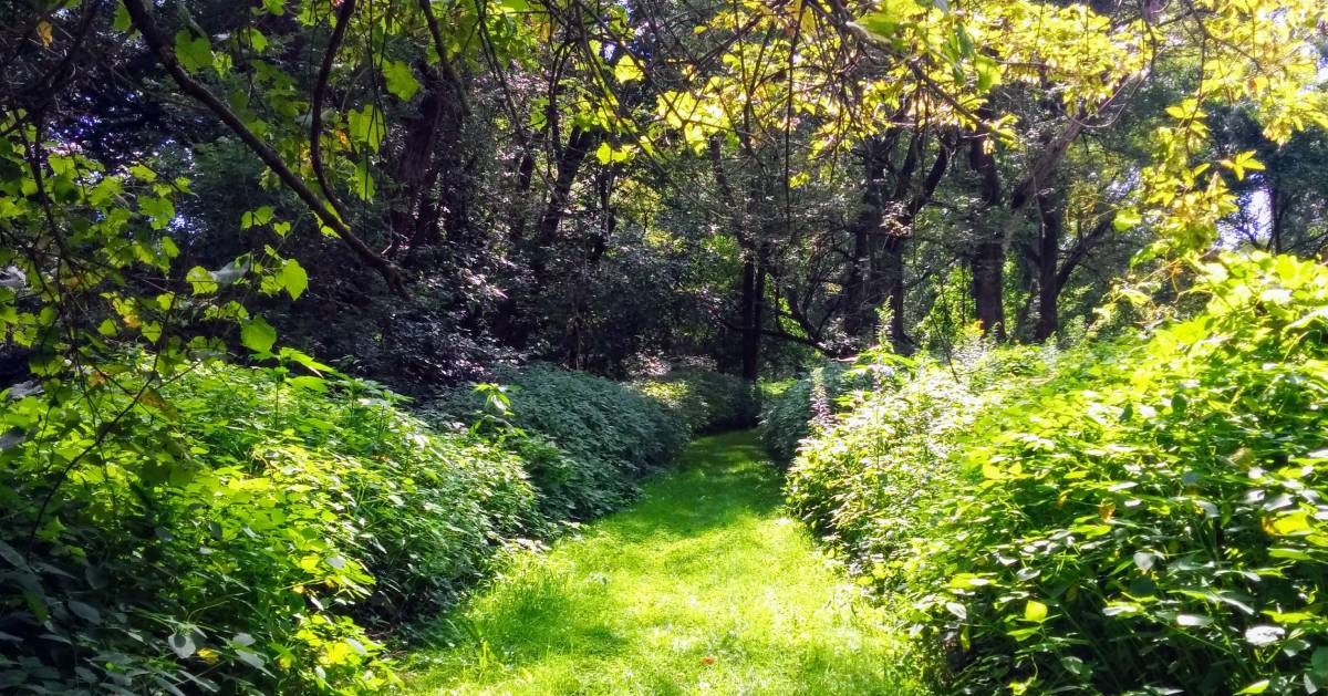 trail through woods