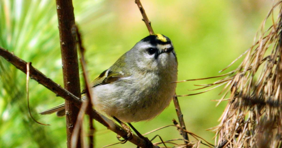 a golden crowned kinglet