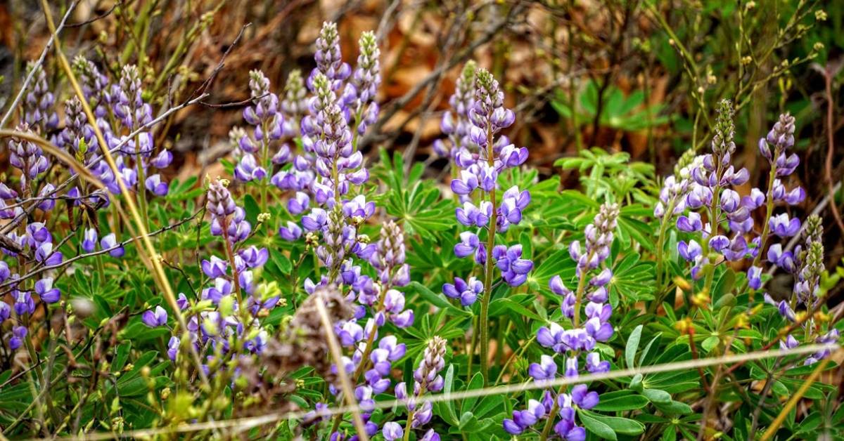 lupines