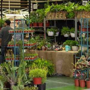 plants on display at a show
