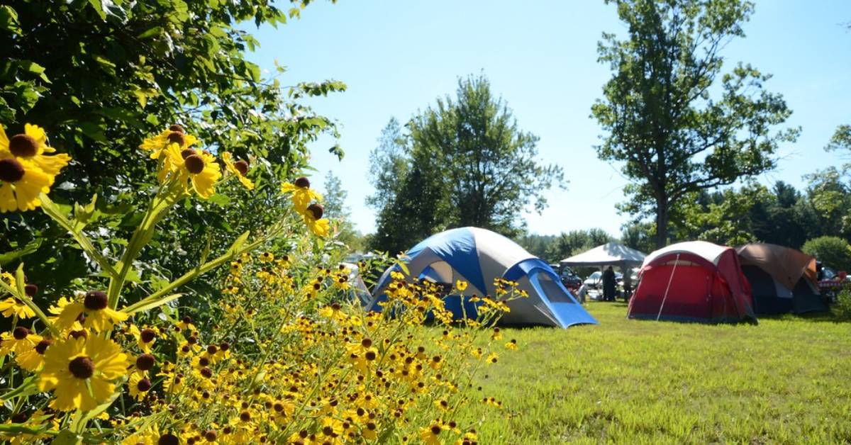 tents set up near flowers