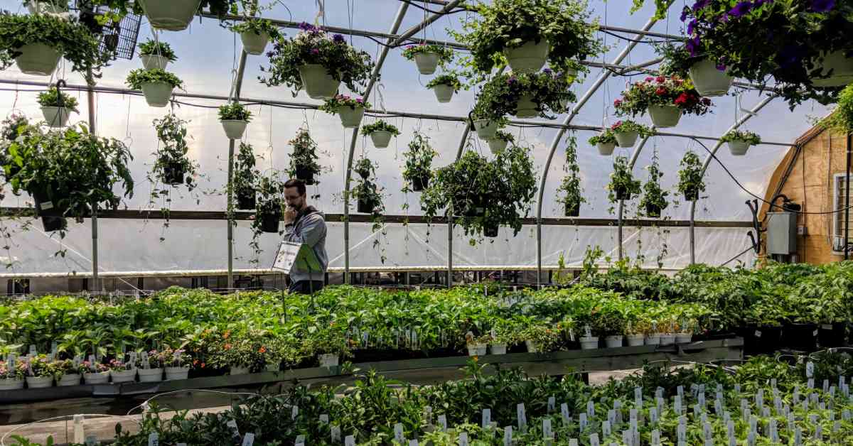 man walking in greenhouse with plants and hanging baskets