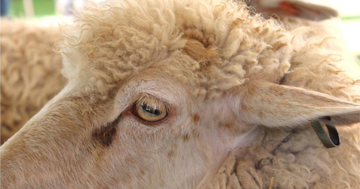 close view of sheep's face