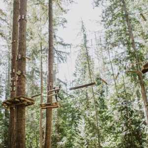 log bridges and treetop obstacles
