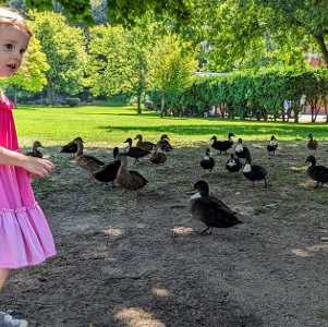 little girl with ducks in congress park