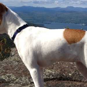 dog on a mountain
