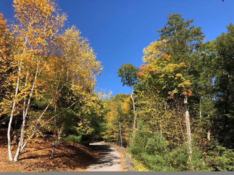 yellow fall colors on trees