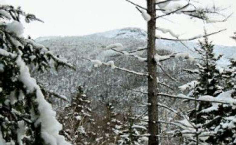 snowy trees on a mountain summit