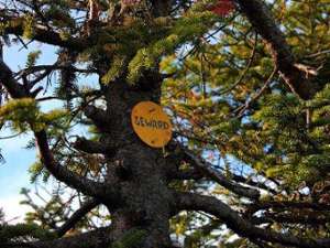 circular yellow trail marker that says seward nailed to a tree