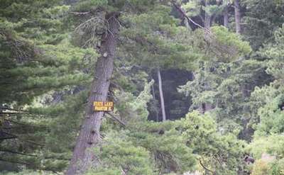 the sign for phantom island high up in a tree