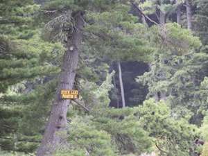 the sign for phantom island high up in a tree