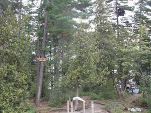 a campsite sign high up in a tree in a wooded area