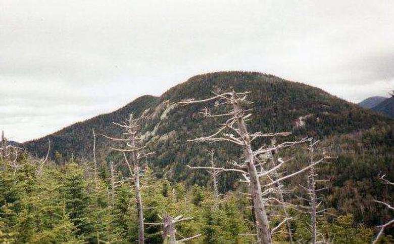a large mountain in the distance and tall trees in front