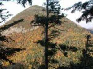 view of a mountain summit in the fall from behind some pine trees