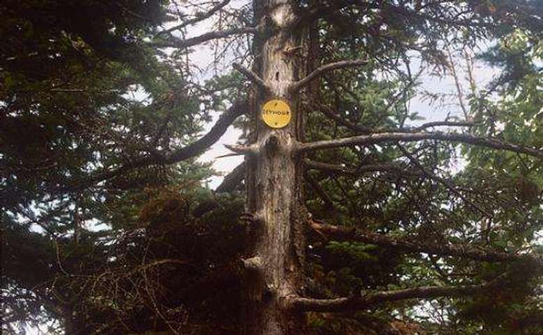tree with a yellow trail marker that says seymour on it