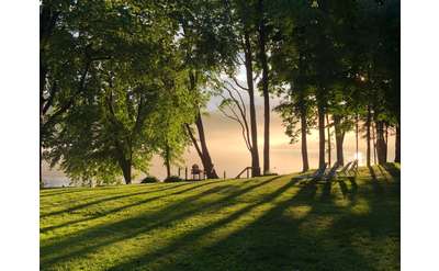 sunlight coming through trees