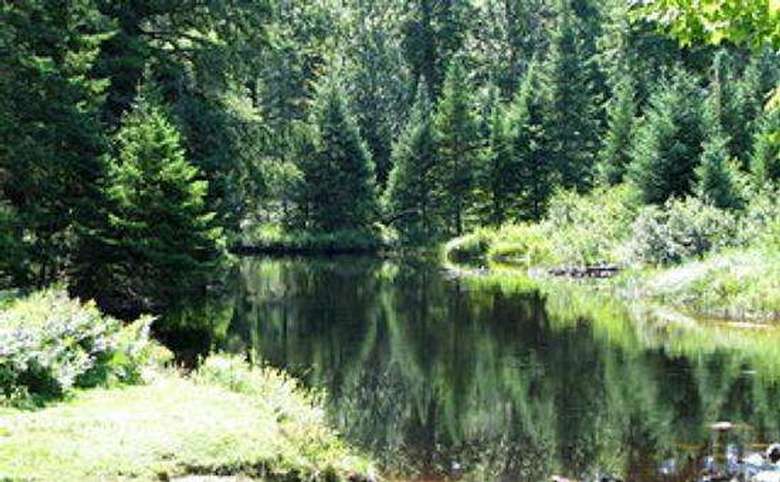 oswegatchie river surrounded by forest