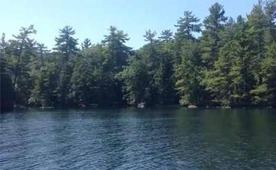 a row of green trees along the shoreline of a lake