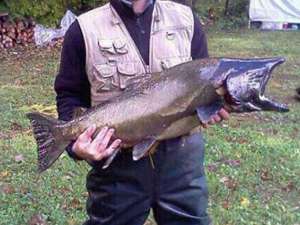 man in fishing vest holding large fish caught in salmon river